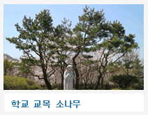 학교 교목 소나무 사진